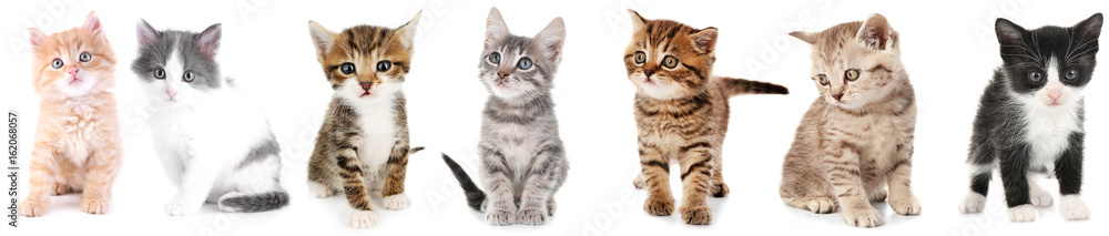 Collage of cute kittens on white background - obrazy, fototapety, plakaty 