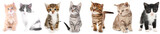 Fototapeta Koty - Collage of cute kittens on white background