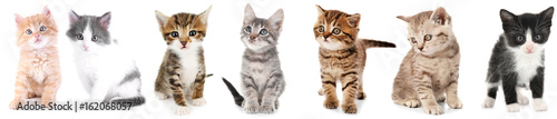 Photographie Collage of cute kittens on white background