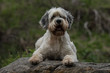 © abr68 - Hundeportrait