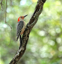 Profile Of The Male Red Bellied Woodpecker Showing Hairs On His Chin.