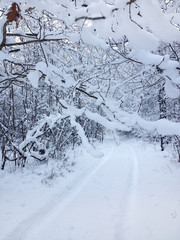 Wall Mural - Winter forest road