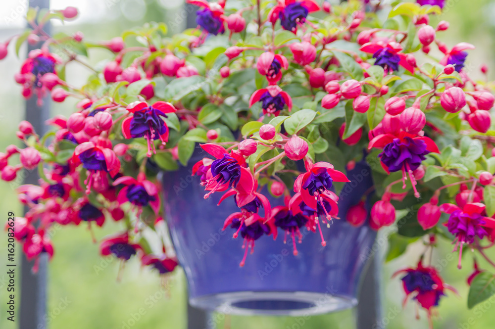 closeup of Fuchsia, hanging flower in purple pot. - obrazy, fototapety, plakaty 