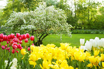 Canvas Print - Beautiful blooming tulips in park