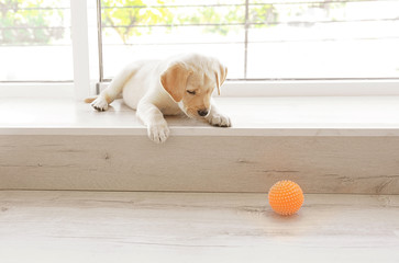 Cute labrador retriever puppy lying on window sill at home