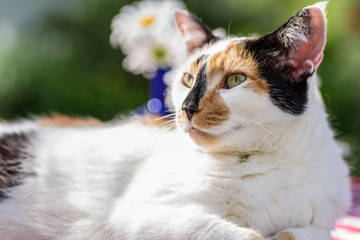 Closeup of calico cat with daisies in the blurred background