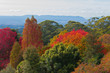 Mt Tomah botanical gardens Blue Mountains Australia autumn fall leaves