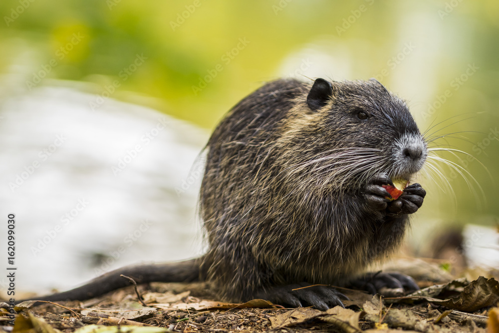 Nutria am Ufer in natürlichem Lebensraum