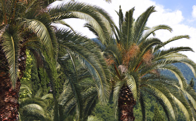 Wall Mural - Palm trees tops on background of mountains