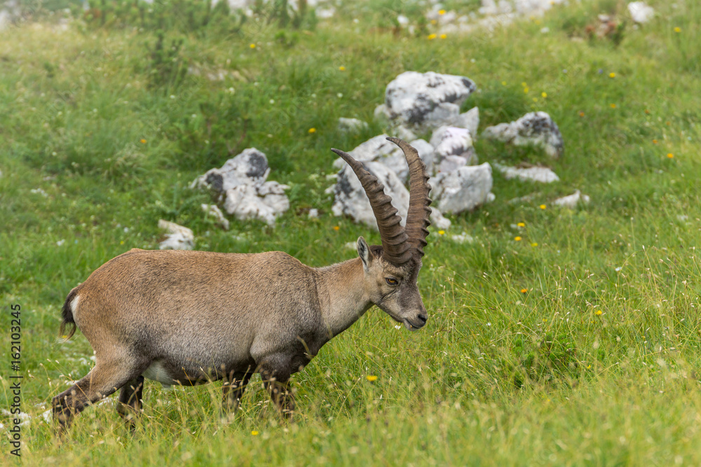 Alpensteinbock in natürlicher Berglandschaft