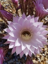 Pink Cactus Bloom