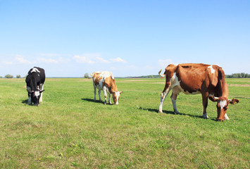 Cows graze in the meadow.