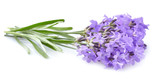 Fototapeta  - Lavender plant