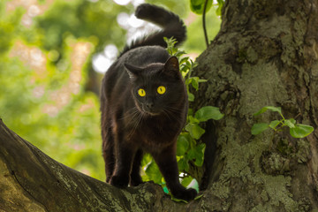 beautiful black bombay cat in a tree in the summer on the nature
