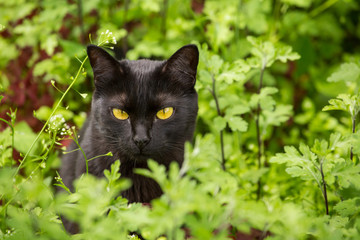 Beautiful serious bombay black cat portrait with yellow eyes and attentive look in green grass and flowers in nature