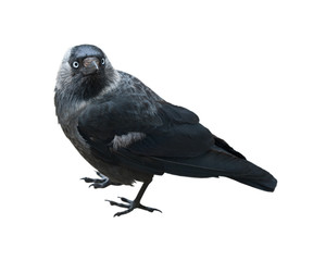 Wall Mural - The western jackdaw (Corvus monedula), isolated on white background