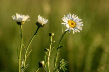 Wall Mural - daisy flowers meadow