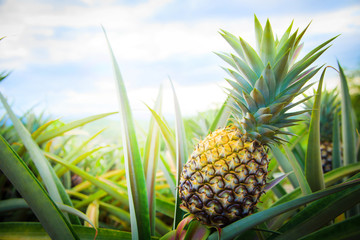 Pineapple tropical fruit growing in garden. space for texture