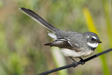 Grey Fantail Bird, Australia