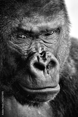 Cuadros en Lienzo Black and white close-up of a powerful gorilla face with a thoughtful stare
