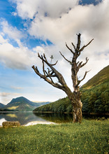 Lone Tree At Buttermere
