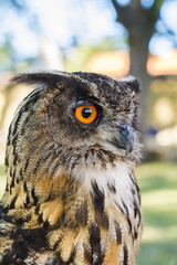 Wall Mural - Portrait of Eagle owl (Bubo bubo)