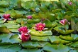 Nymphaea ( water lilies) - waterlily.  Aquatic vegetation, water plants
