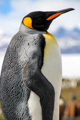 Wall Mural - King penguins in Fortuna Bay, South Georgia, Antarctica