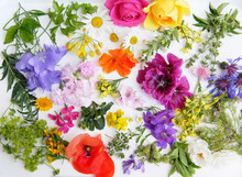 Edible Flowers Collection Isolated On White Background. Top View