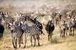 Zebras and wildebeest during the Big Migration in Serengeti National Park