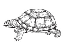 Turtle Engraving Style Vector
