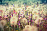 Fototapeta Dmuchawce - Beautiful meadow - flowering, blooming flowers (beautiful landscape, beautiful nature)