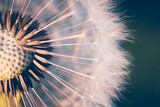 Fototapeta Dmuchawce - close up of Dandelion, spring abstract color background