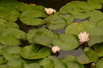 Lotus flower lily pad pond