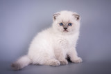 Fototapeta Koty - Scottish Fold small cute kitten blue colorpoint white