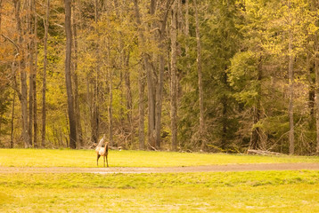 Elk Bull