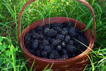 A basket of freshly picked blackberries sits in green grass