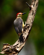 Yucatan Woodpecker (Melanerpes Pygmaeus)