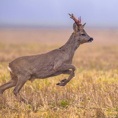 Poster - Roe deer jumping