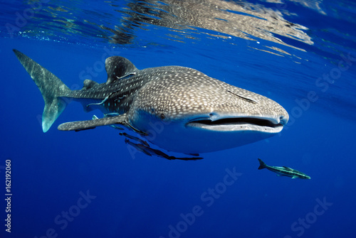 Plakat Rekin wielorybi to duża ryba w morzu.