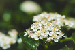 © maxandrew - Blooming Aronia (Chokeberry) bush in the garden. Shallow depth of field.
