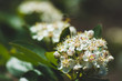 © maxandrew - Blooming Aronia (Chokeberry) bush in the garden. Shallow depth of field.