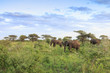 African Elephant