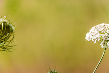 Wall Mural - flower in field 5