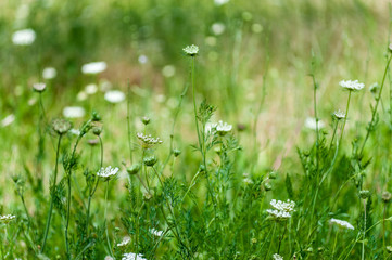 Wall Mural - field of flowers 1