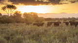 Fototapeta Sawanna - African buffalo at sunset in savannah