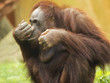 Orangutan with finger on nose