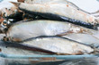 © Oleksii Sergieiev - Baltic herring