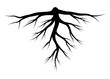 root silhouette vector symbol icon design.
