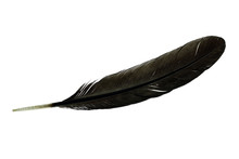 Bird Feather Isolated On White Background